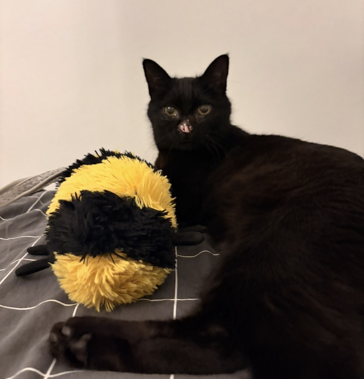 Le chat de la fondatrice, en pleine forme