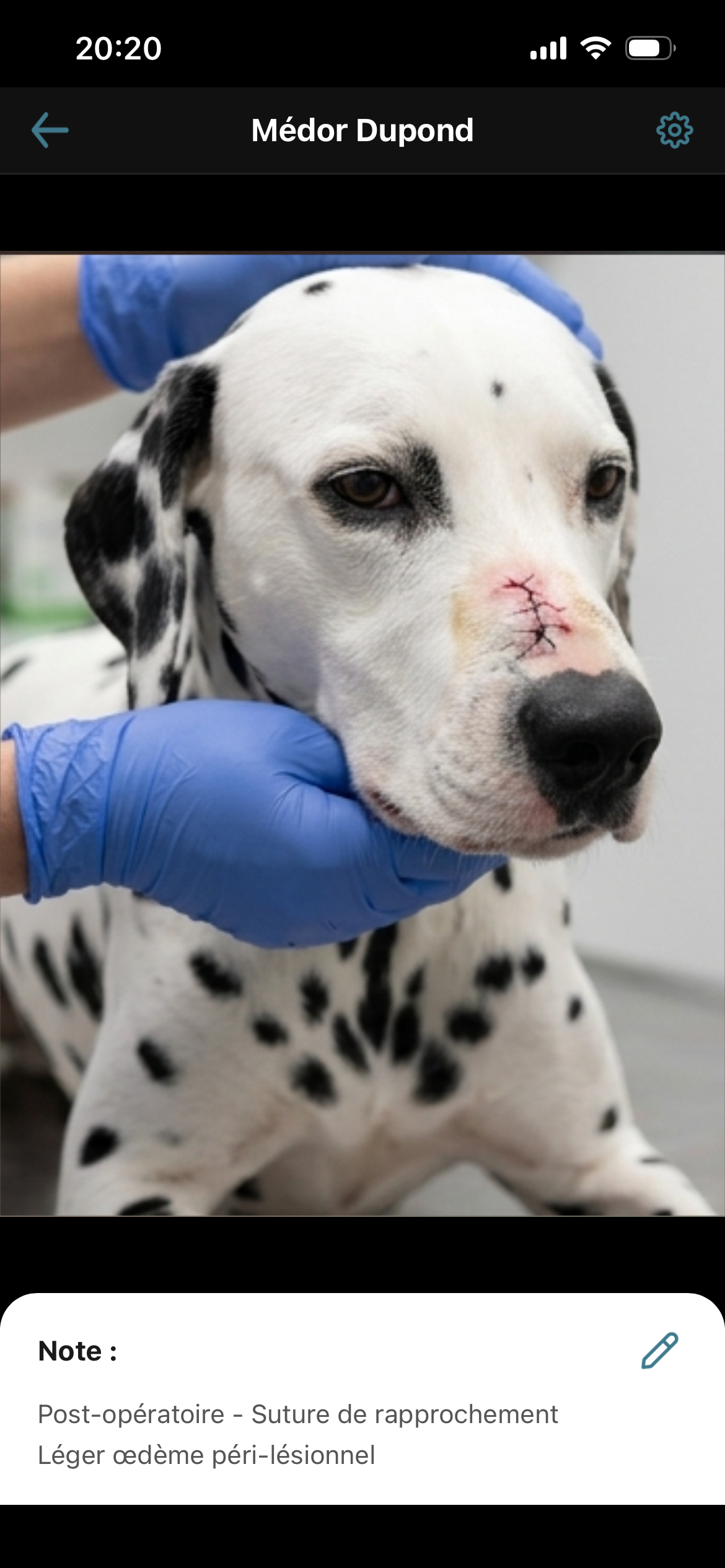 Photo annotée d'un patient dans ZoomVet